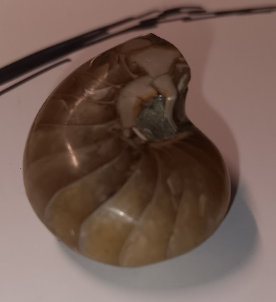 Ammonite -- fossilized shell, whole polished